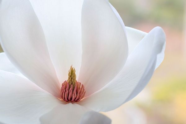 Washington State-Seabeck Close-up of tulip magnolia blossom